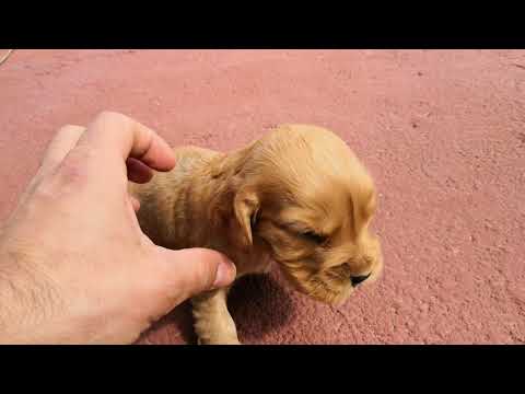 MACHO 03 COCKER SPANIEL 12-05-18