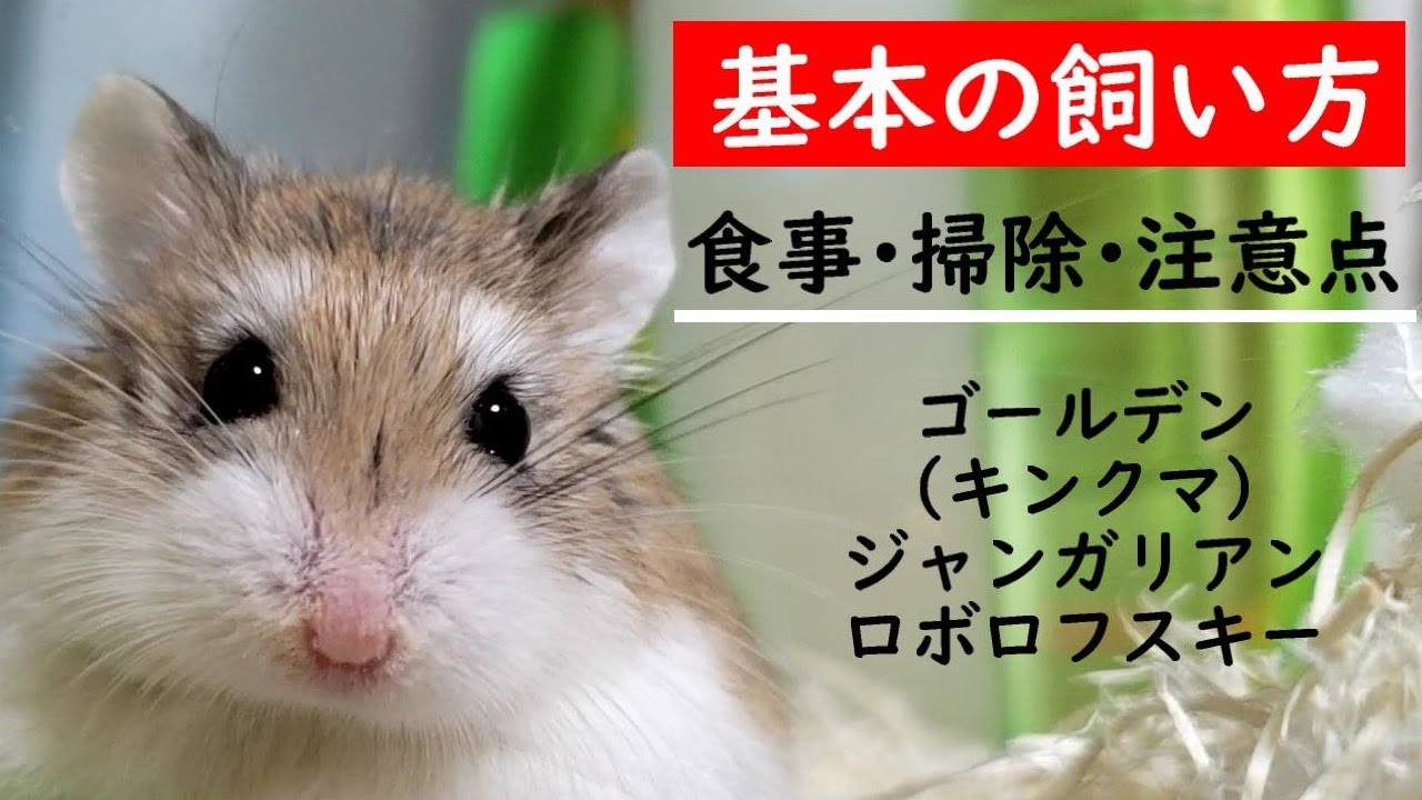 【初心者必見】ハムスターのお迎えと基本の飼い方。掃除の仕方と注意点