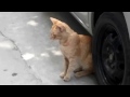 Cat Waiting For Mouse