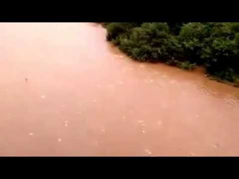 Curimbatas em piracema Ponte Julio Muller