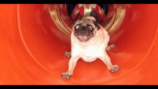 Vdeos de cachorros fofos e engraados animao eles so uma comdia