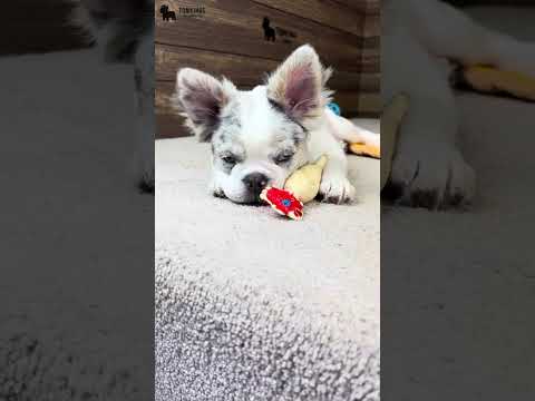 Video 4
