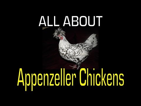 , title : 'Appenzeller Chicken - Information'
