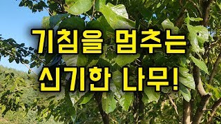 기침을 멎게 하는 신기한 나무!