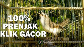 Download lagu SUARA Pancingan PRENJAK KLIK GACOR || PRENJAK KLIK TARUNG DENGAN PRENJAK LIAR mp3