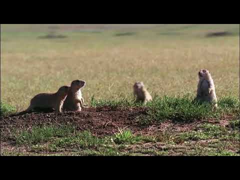 The Song of the Prairie Dog