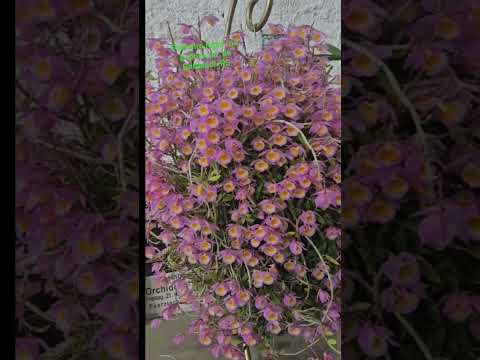 DENDROBIUM  LODDIGESII #orquídeaalegria #orquidofilos #riograndedosul