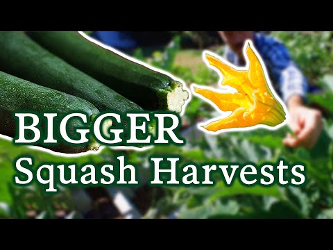 7 Ways To Get Bigger & Better Squash Harvests