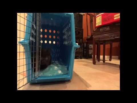 Kittens first steps out of the crate