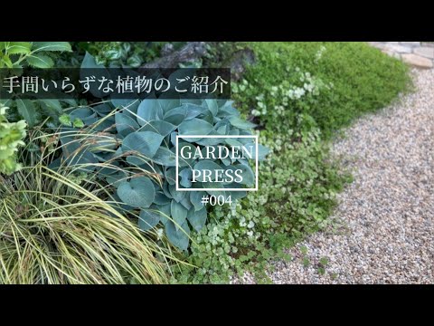 つる性多年草キンレンカ