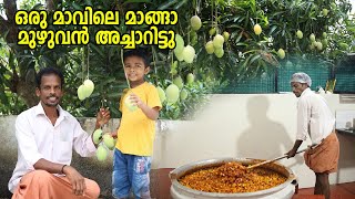 150 KG Mango Pickle Making | Kerala style Mango Pickle | മാങ്ങാ അച്ചാർ