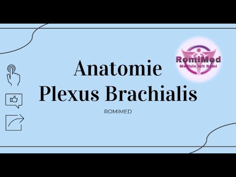 Anatomie _ Plexus brachialis
