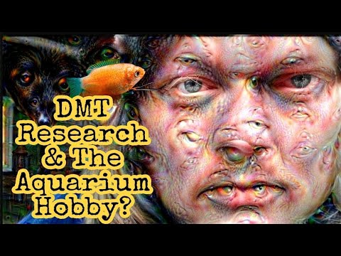 DMT & FISH? Psychedelic Research Reveals How Fish Sense & See The World! Hallucinating Aquariums.