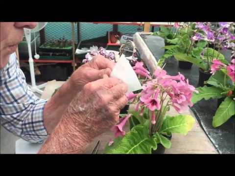 Cross Pollination or Hybridisation of Streptocarpus