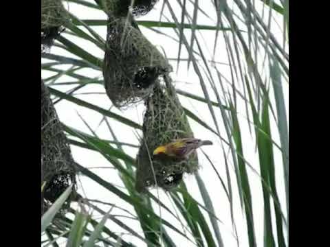 Uttarayan print Studio . Baroda . By BIRENDRA PANI