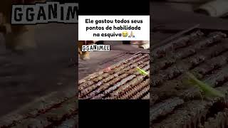 Ele saiu diretamente de Kung Fu Panda