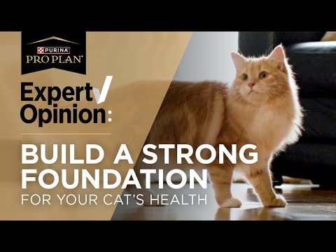 Vet Reviews Pro Plan Complete Essentials Cat Food - Dr. RuthAnn Lobos ​