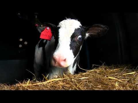 "ინვეტ ჯგუფი"-ს სერვისები და კომპანია "თეთრი ფერმა", მერძეული ცხოველის მოვლა /შენახვა, პროდუქტიულობის ხანგრძლივად შენარჩუნება.