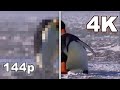 NOOT NOOT Pingu In Real Life But 144p To 4K