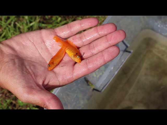 FISH-TRAP CATCHES RARE POND INVADERS