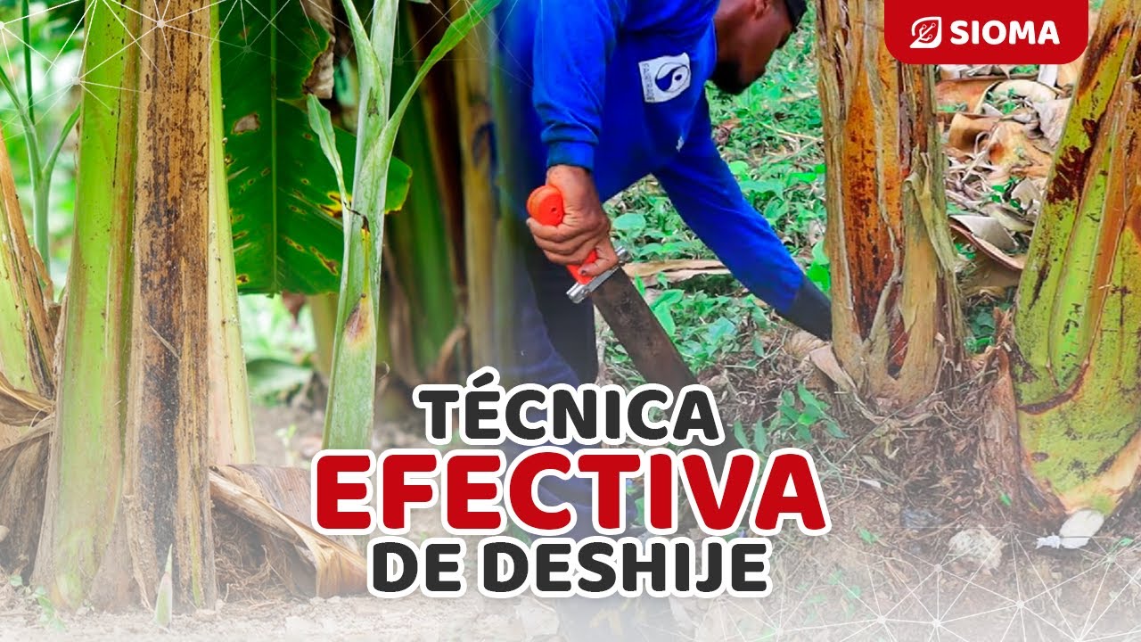 Maximiza la producción de banano: Aprende el deshije perfecto