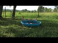 Buff Ducks In WV