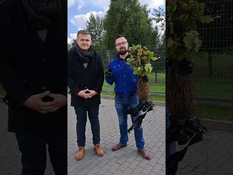 MATEUSZ POPŁAWSKI. NUMER 15 NA LIŚCIE KO!  #lukow #wybory2023