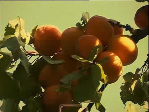 Terfak & Limid - "Apricot" (prod. Limido)