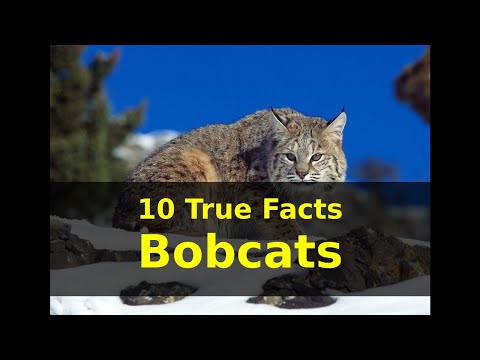 10 True Facts Bobcats