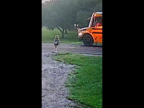 Fast-moving truck nearly hits a girl walking to the bus