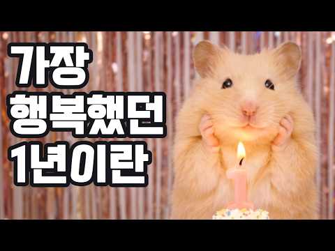 김햄찌의 첫 생일