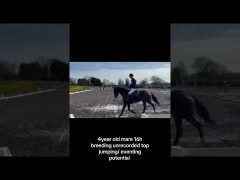 Two 4yr Old mares for showjumping/eventing - Image 2