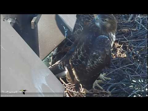 Cornell RTHA  'The Prodigal D Returns To The Nest'  11:27 am  _7.16.13_