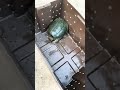 Alagata turtle