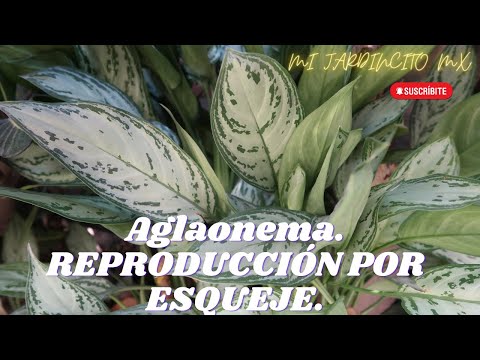 , title : 'Aglaonema// Reproducción por esquejes. 🍃'