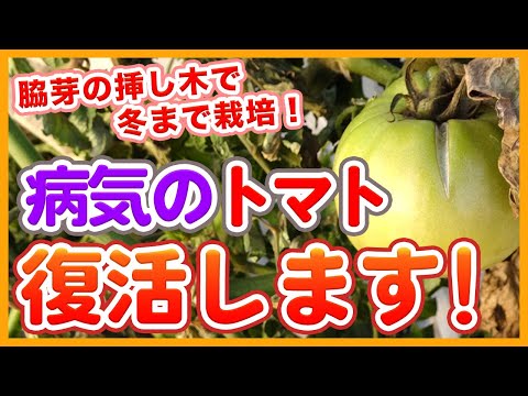カビの処理 トマト 重曹 ガーデニングのヒント トム・ザ・ガーデナー
