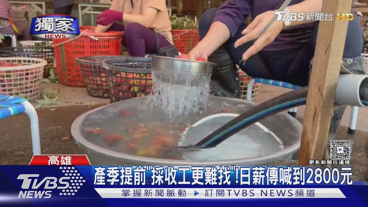獨家影音/高溫催熟玉荷包! 產季提前農民忙採收 缺工日薪飆2800元
