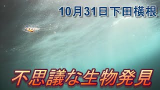 【下田横根】初めて見た！2019年10月31日水中映像