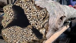 Download lagu The Hollow Wood That Nearly Killed The Wood Cutter At The Sawmill mp3 Download lagu The Hollow Wood That Nearly Killed The Wood Cutter At The Sawmill mp3