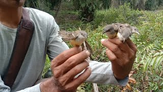 Download lagu Burung Ciblek Gempur Suara mp3 Habis habisan. mp3 Download lagu Burung Ciblek Gempur Suara mp3 Habis habisan. mp3