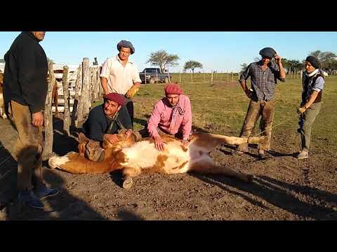 LA YERRA Pialadas de Terneros   CANAL CAMPO TV RURAL AGRO ARGENTINA Pialadas de Terneros