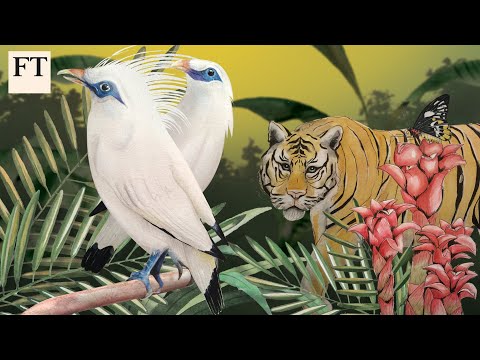 鳴鳥的沉默--原創兒童故事｜FT中文網 (The Songbird's Silence, an original children's story | FT)