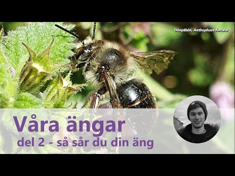 Våra ängar, del 2: Så sår du din egen lilla äng