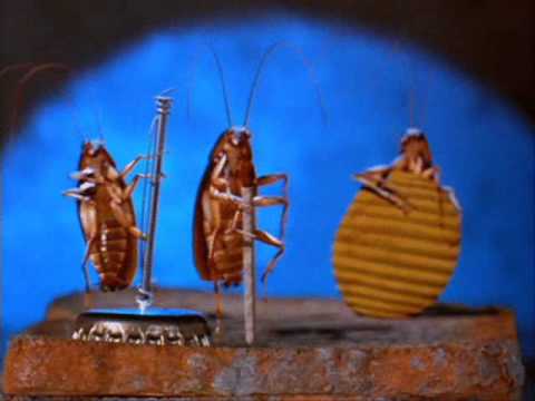 Stantekk - Hava Nagila e Katioucha