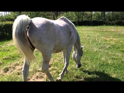 Evelyn-9° mese da Hassan Ashiraf