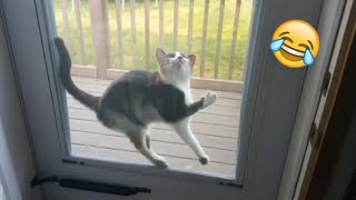 Download lagu Funny Videos With Cats aand Animals 2022 😂 - Cute Kittens And Cats 😺😍 mp3