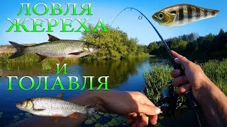 Жереха и голавля на спиннинг