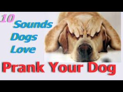 Sounds That Tilt Dogs Head ~ Sounds Dogs Love Most
