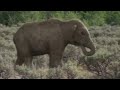 Ice Age The Live Action Remake Movie Trailer 2022