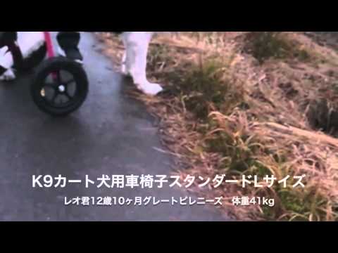 グレート・ピレニーズのレオ君歩く